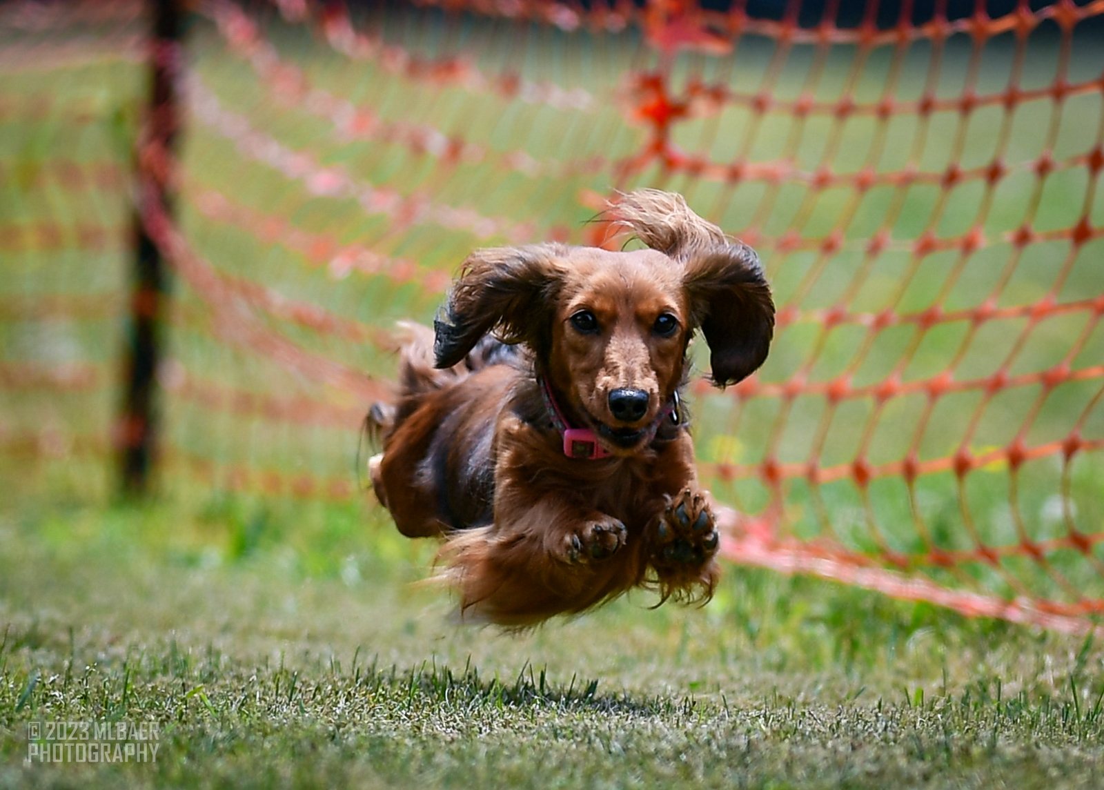 Molly, a red miniature longhaired dachshund, running Fast CAT in 2023