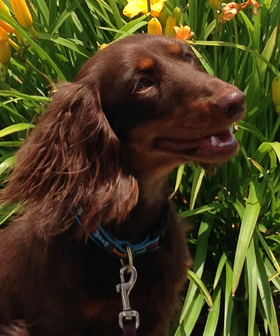 Toby
