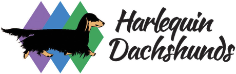 Harlequin Dachshunds, miniature longhaired dachshunds